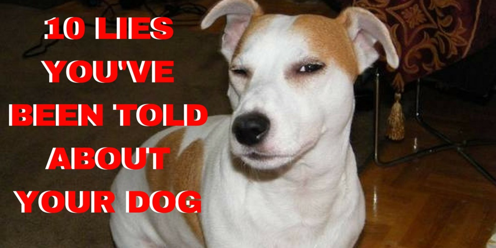 10 Lies You've Been Told About Your Dog You Need To Know