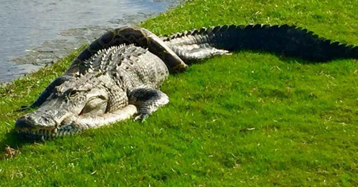 Alligator And Python Fight To The Death On A Florida Golf Course