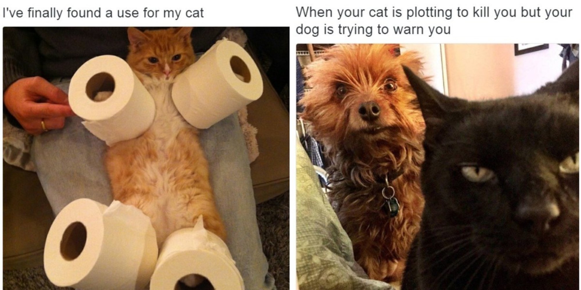 25 Tweets About Cats That Will Make You Laugh Out Loud