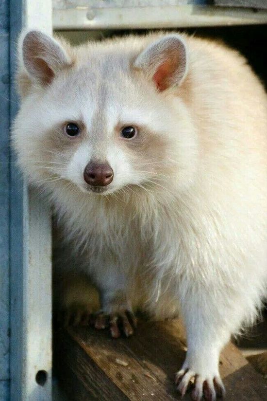 23 Albino Animals So Stunning You Will Literally Gasp