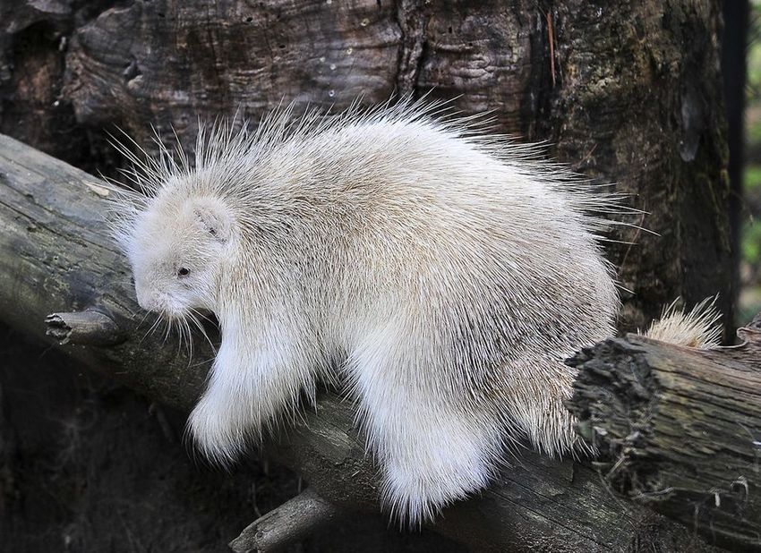 23 Albino Animals So Stunning You Will Literally Gasp