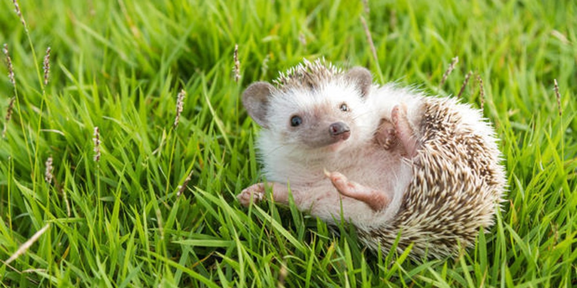 hedge hogs