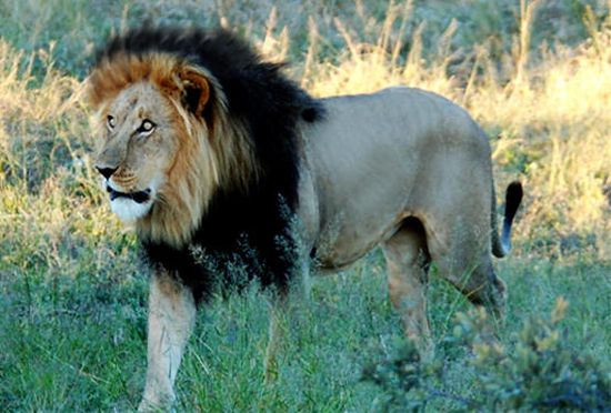 Rare, Black-Maned Ethiopian Lion Caught On Camera