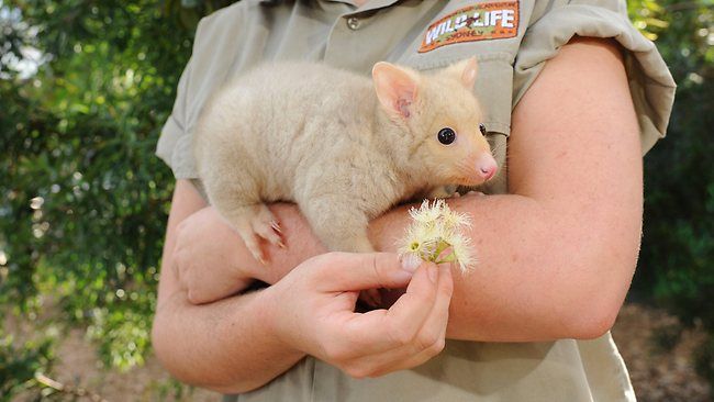 11 Cute Animals You've Probably Never Heard Of