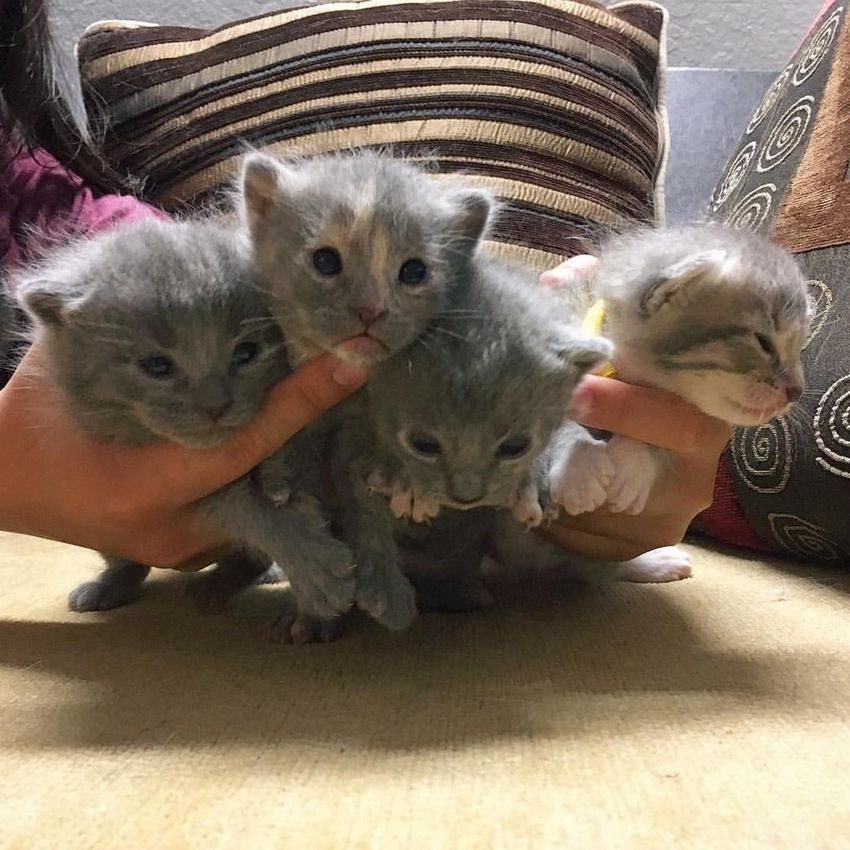 This Kind Woman Had Feeding These Hungry Sisters For Weeks, Then They ...