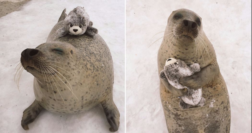 Seal Plays With Stuffed Seal Toy In The Cutest Photos Ever