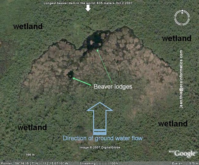 Largest Beaver Dam In The World Can Be Seen From Space