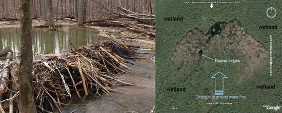 Largest Beaver Dam In The World Can Be Seen From Space