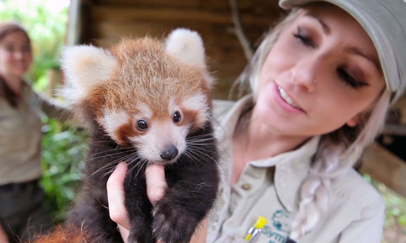 Zoo Announces The Birth Of Rare Red Panda Triplets And It Will Make You ...