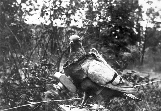 fun facts about animals in world war 1