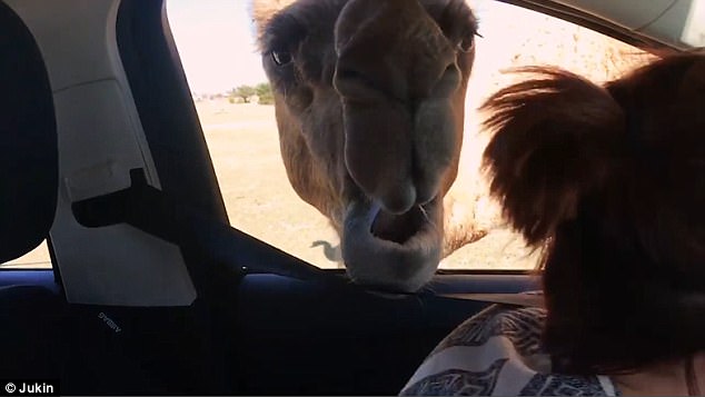 Camel Decides He Wants To Make Some New Friends But They Arent Too