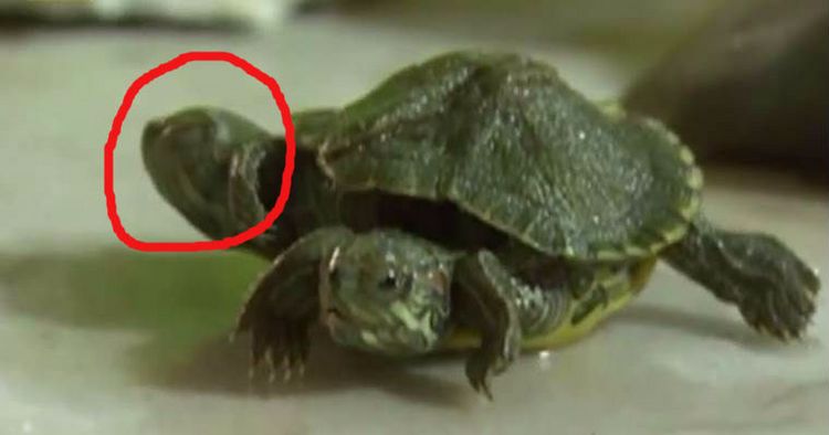 China's Mutant Turtle Is Turning Heads (literally!)