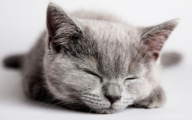 12 Adorable Sleeping Baby Animals To Help Boost Your Productivity