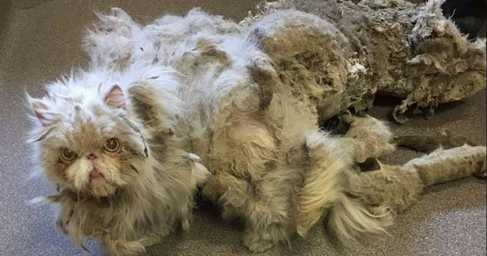 Rescuers Shocked When They Discover Tiny Old Cat Under 5 Pounds Of ...