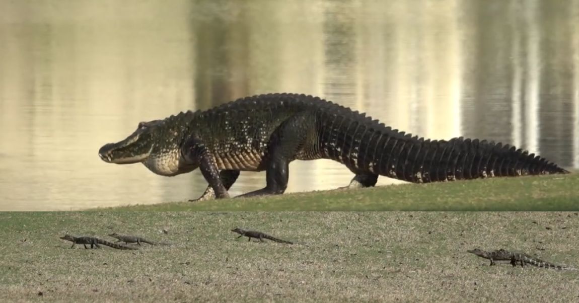 She Saw An Alligator In Her Backyard, Then Realized All The Babies ...