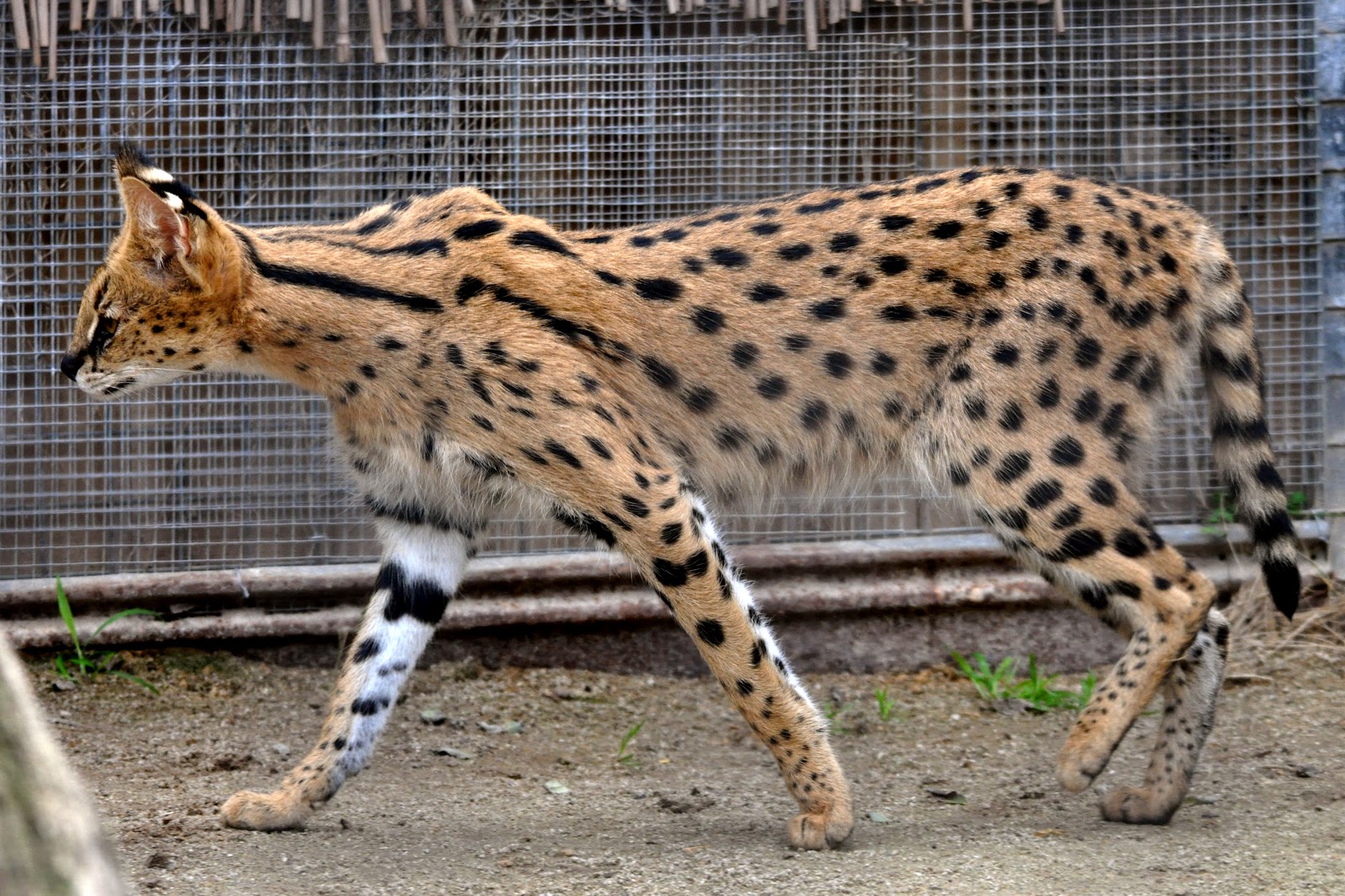 Take A Look At 5 Of The World s Biggest Cat Breeds