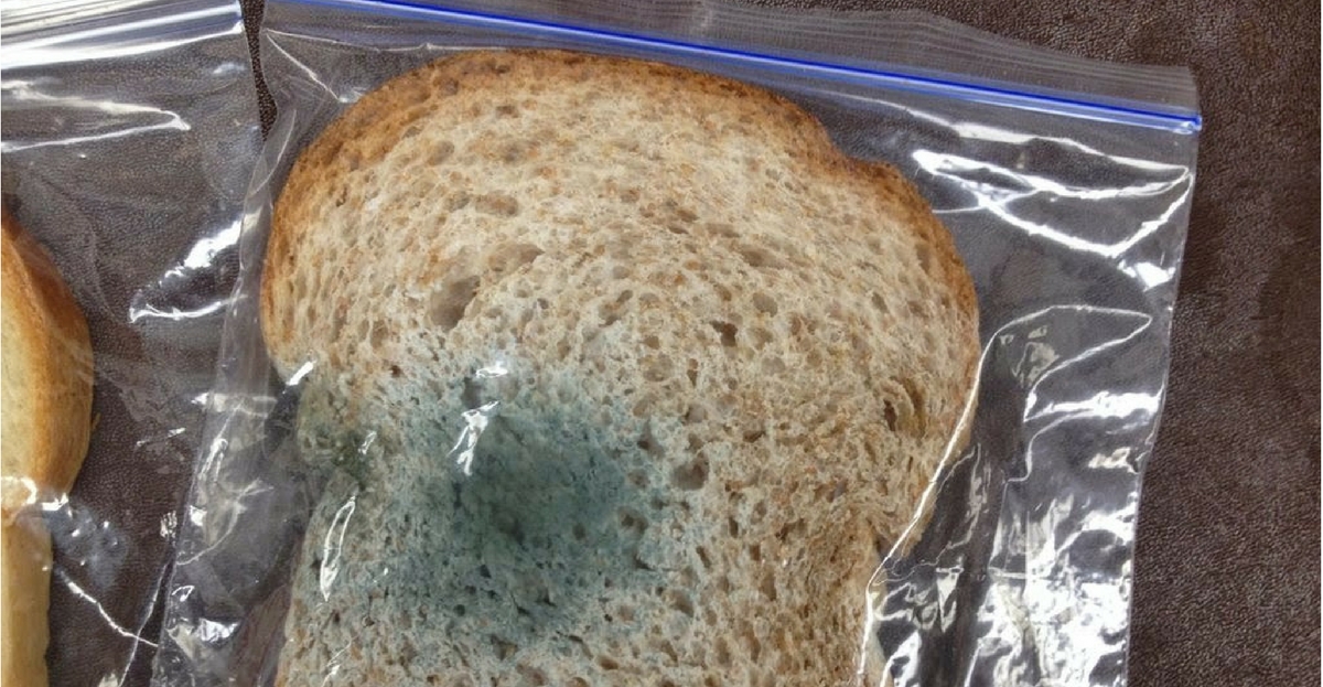 Ever Eaten Bread After Cutting Off The Moldy Parts Here S Why You Shouldn T