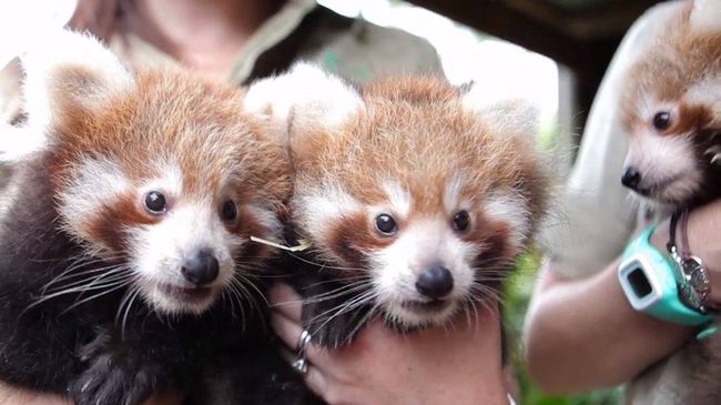 Zoo Announces The Birth Of Rare Red Panda Triplets And It Will Make You ...