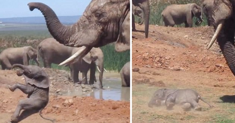 Baby Elephant Tossed When A Giant Bully Scoops Him Up and Throws Him ...