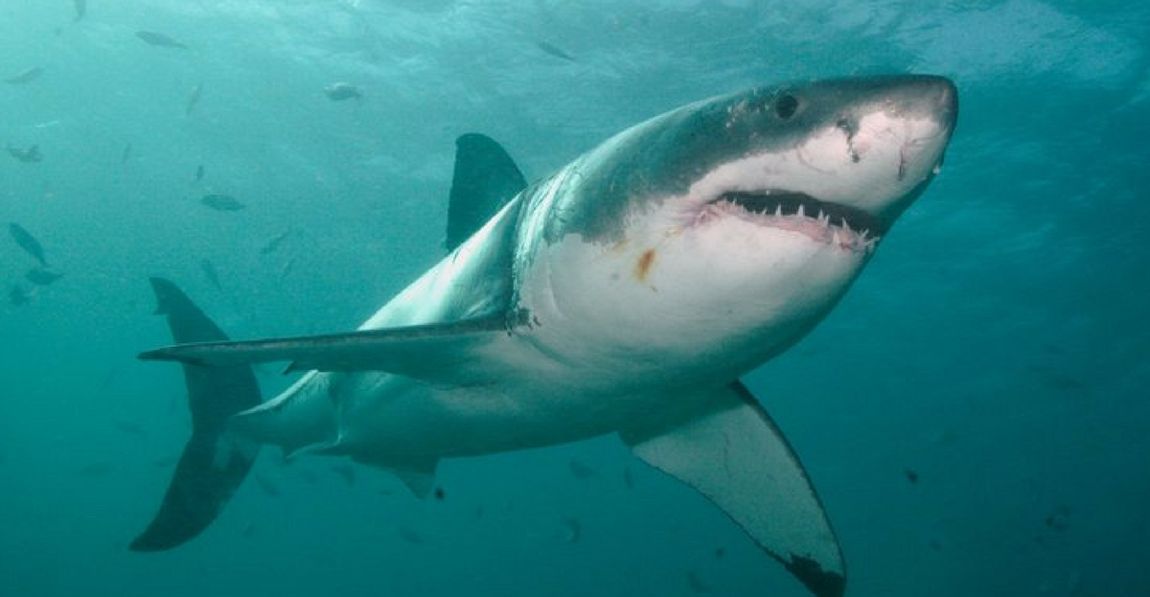 Fisherman Shares His Amazing Escape After Great White Shark Lands In ...