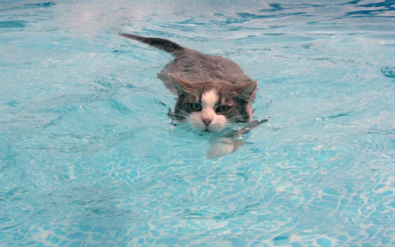 5 Ways To Keep Your Cat Cool This Summer