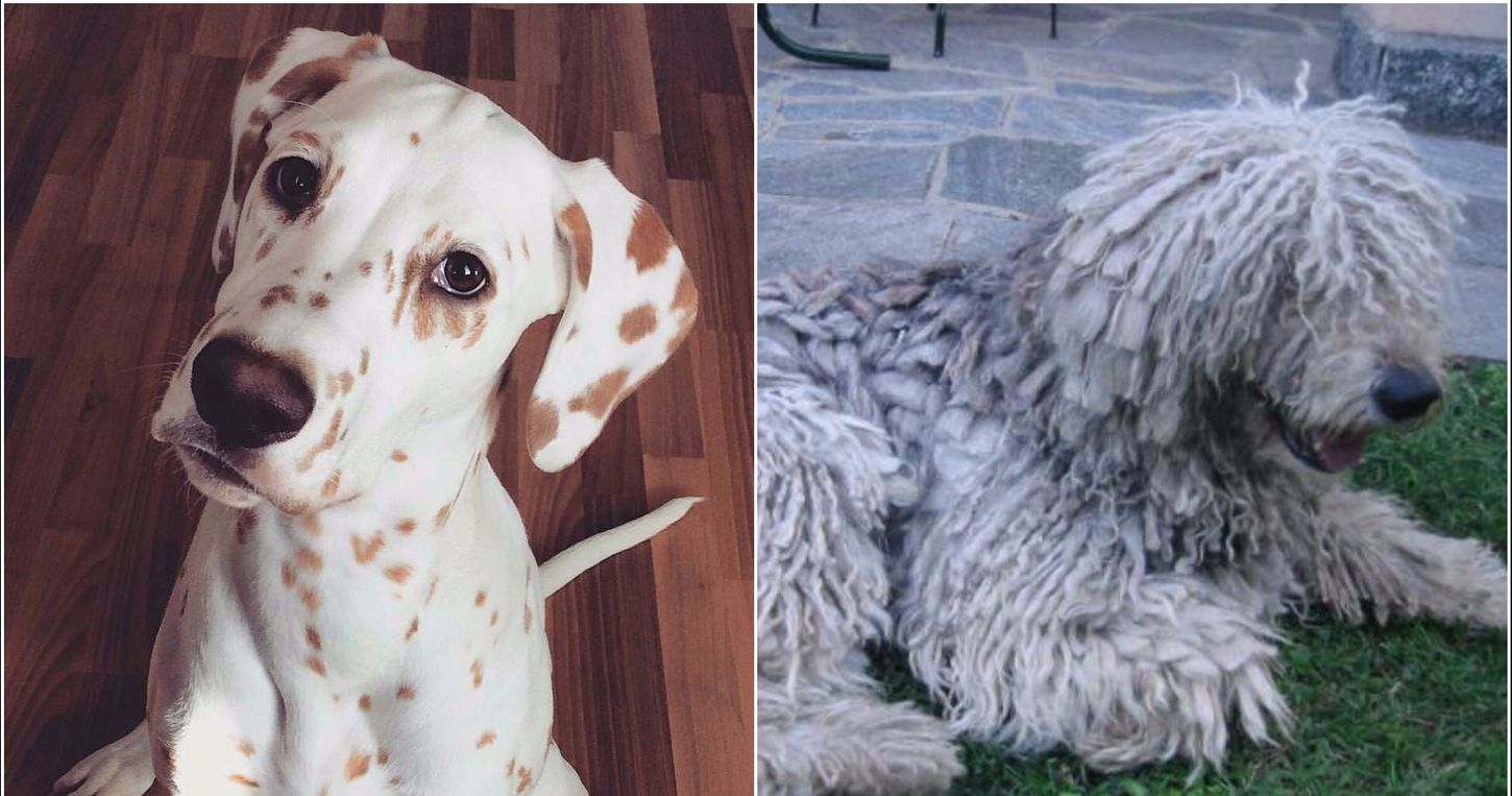 13-unusual-dog-breeds-that-will-become-your-new-obsession