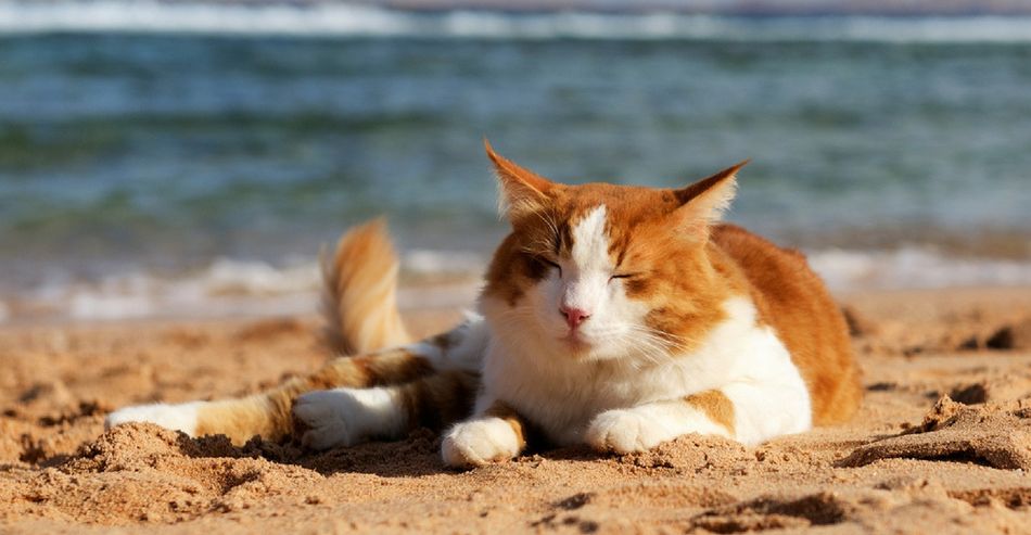 How To Keep Your Cat Cool On A Hot Day