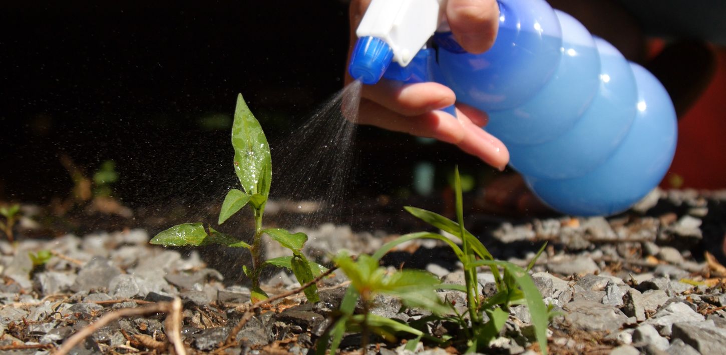 This Homemade Weed Killer Really Works!