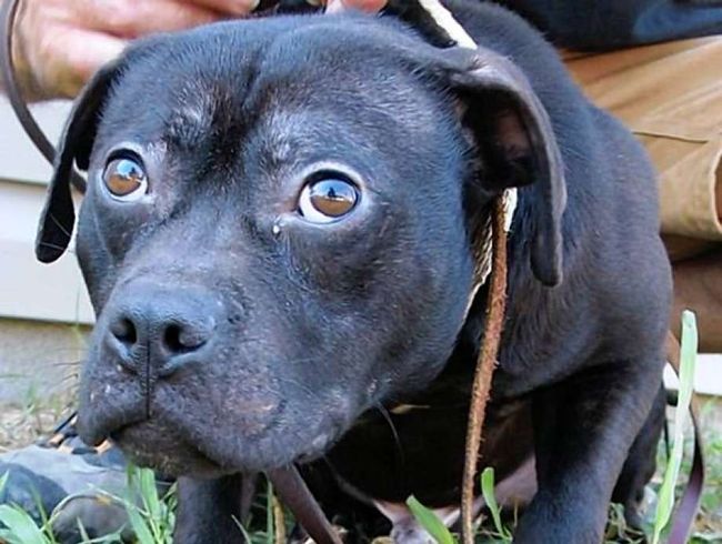 10 Years Later: Michael Vick's Dog Fighting Survivors Have Found ...