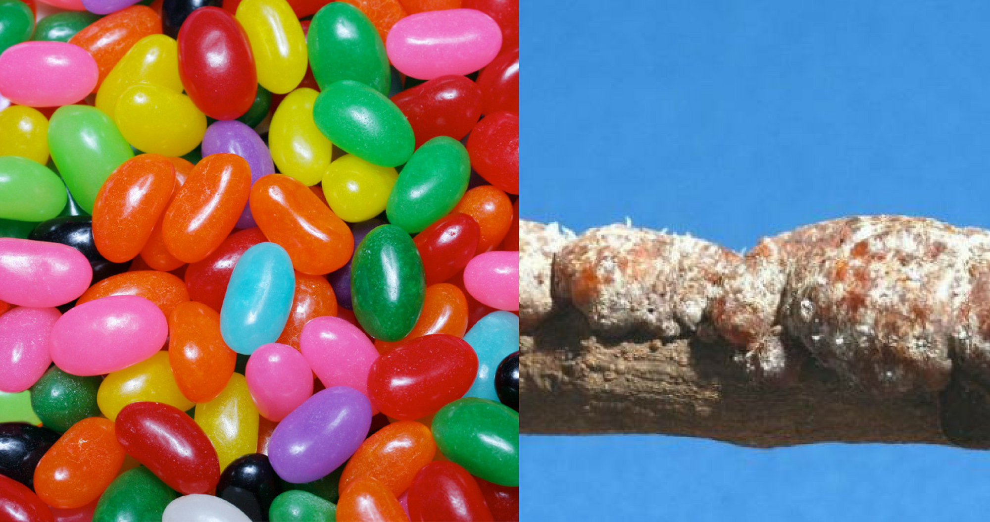 7-gross-food-facts-you-need-to-know-but-will-wish-you-didn-t