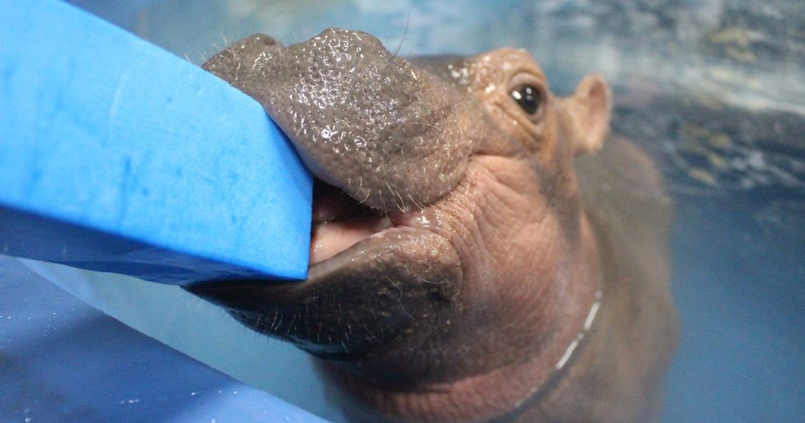 Premature Baby Hippo Rescued By Zoo Caretakers Gets Her Own Adorable ...