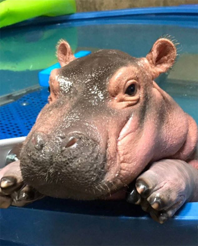 It's a Family Reunion! Fiona and Her Parents Come Together in Heart ...