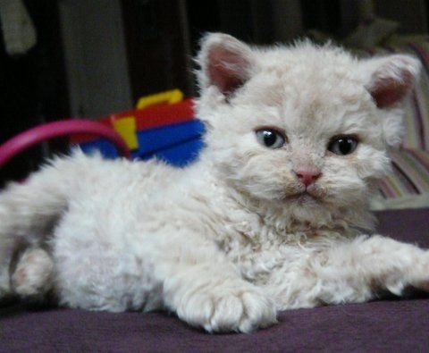 These Poodle Cats Are So Fluffy You Ll Squeal With Delight When You See Them