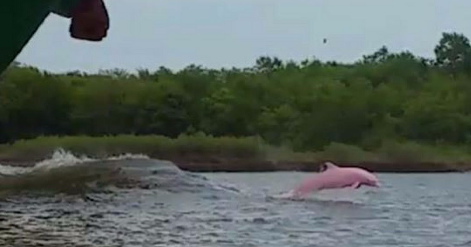 Розовые дельфины амазонки