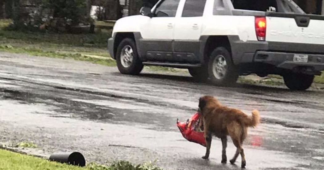 The Full Story Behind The Hurricane Harvey Dog Photo That Everyone Is ...