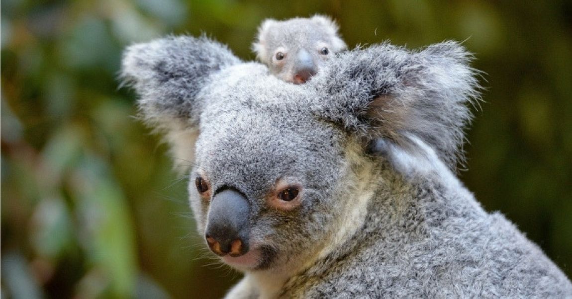 You Can Help Name The Rare White Koala Born At Australia Zoo