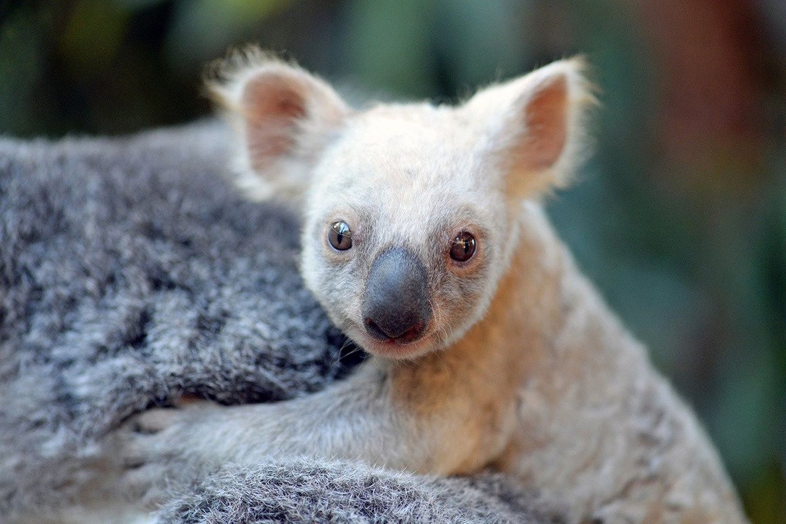 wade koala