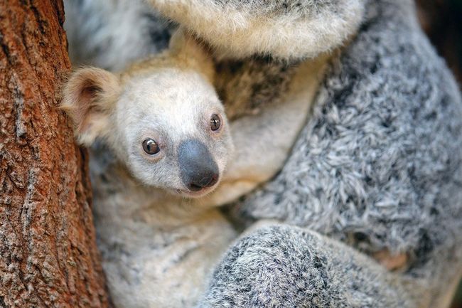 You Can Help Name The Rare White Koala Born At Australia Zoo