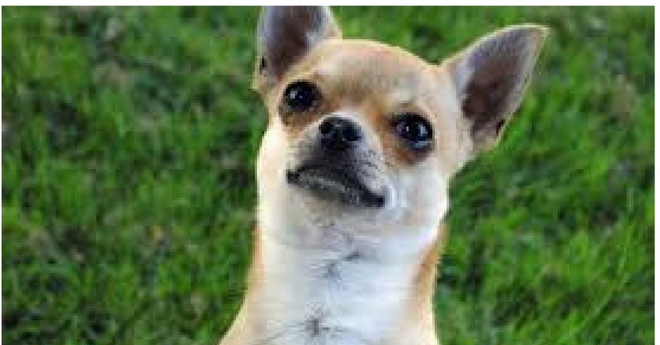 A Chihuahua Took On A Gun-Totting Burglar And Saved Its Owners Life