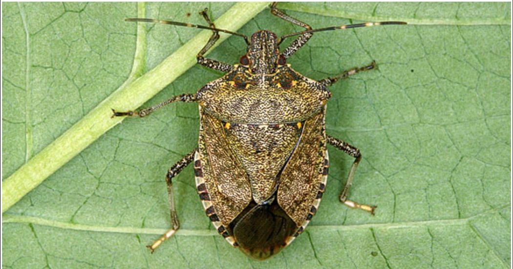 keep-those-nasty-stink-bugs-out-of-your-home-with-these-simple-steps