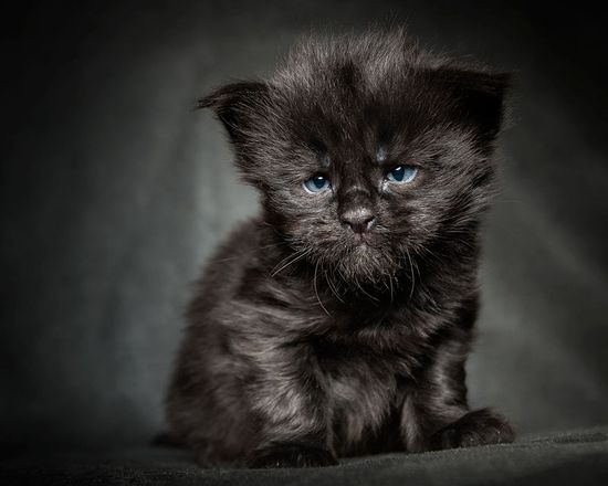 40 Majestic Pictures Of Maine Coon Cats That Will Take Your Breath Away