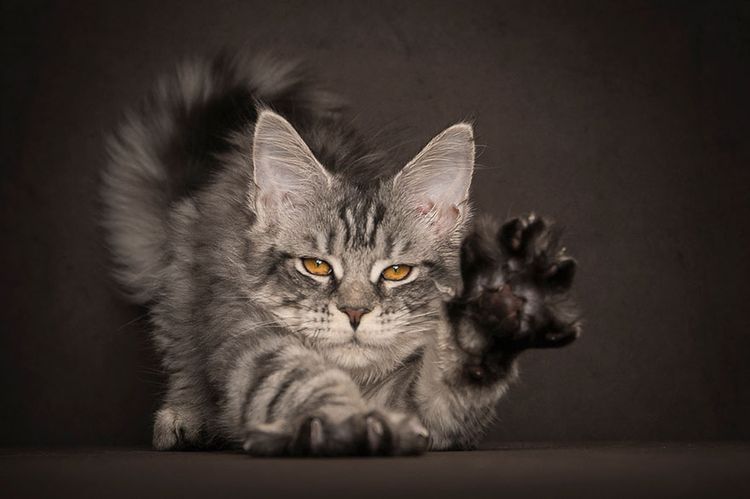 40 Majestic Pictures Of Maine Coon Cats That Will Take Your Breath Away