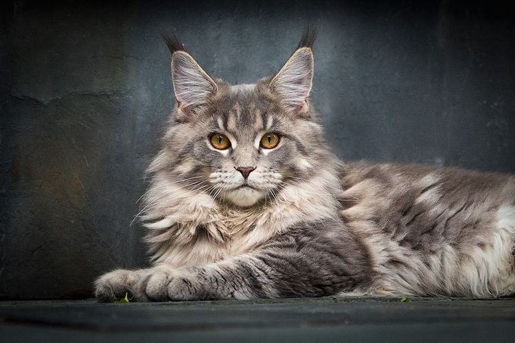 40 Majestic Pictures Of Maine Coon Cats That Will Take Your Breath Away