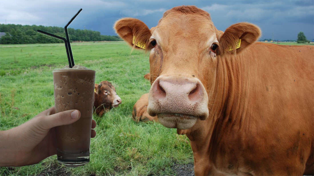 Chocolate milk and a cow