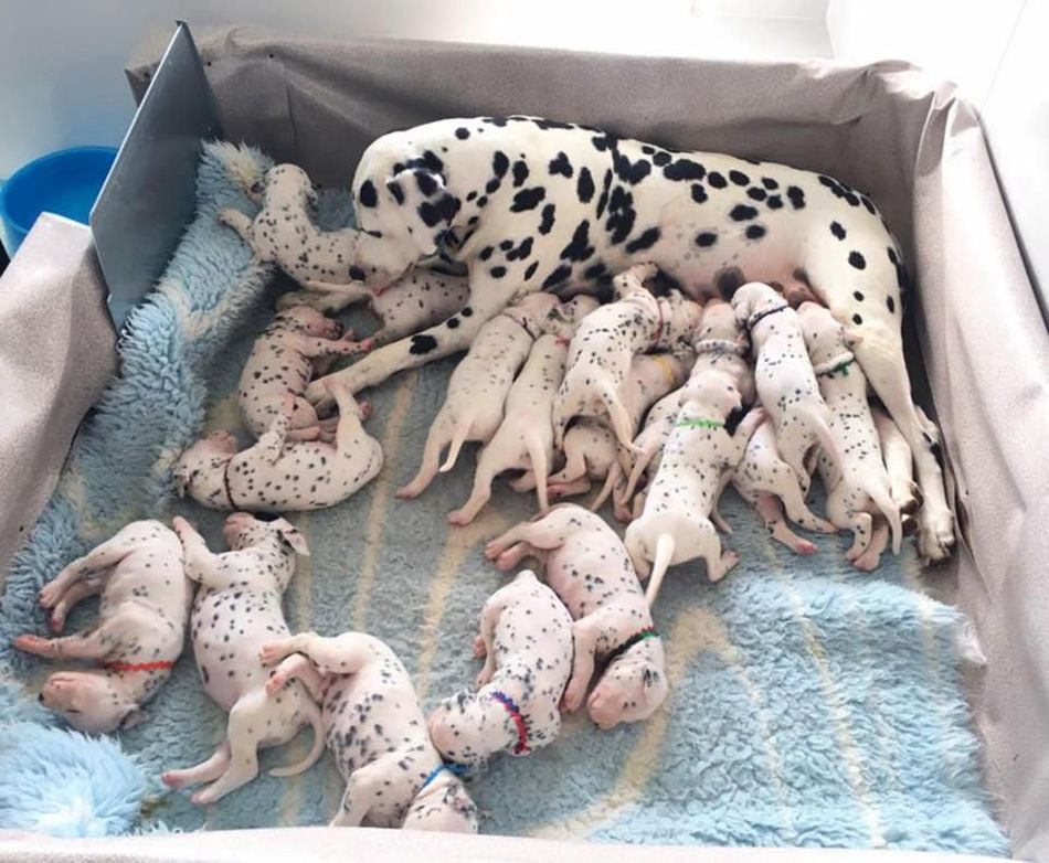 Dalmatian's Big Belly Fooled Vets, But They Never Expected Her ...