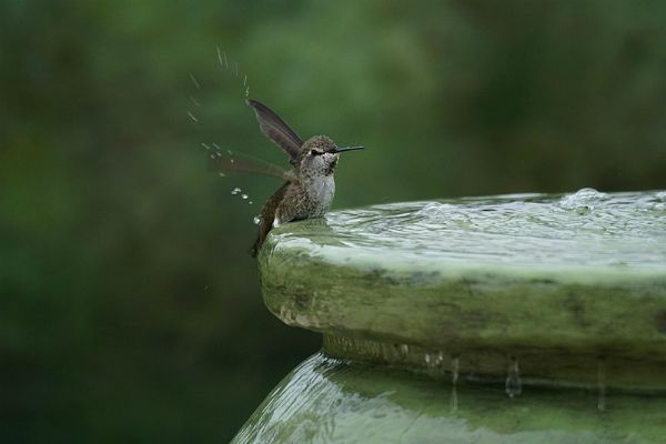 hummingbird hummingbirds birds fountain bird bubbler yard fill bath california shallow garden birdbath mike wikimedia tall leave