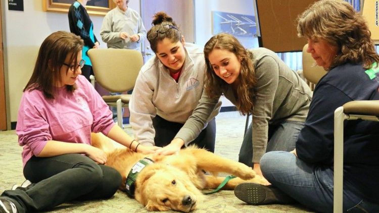 20 Heartwarming Photos That Show How Therapy Dogs Change Lives For The ...