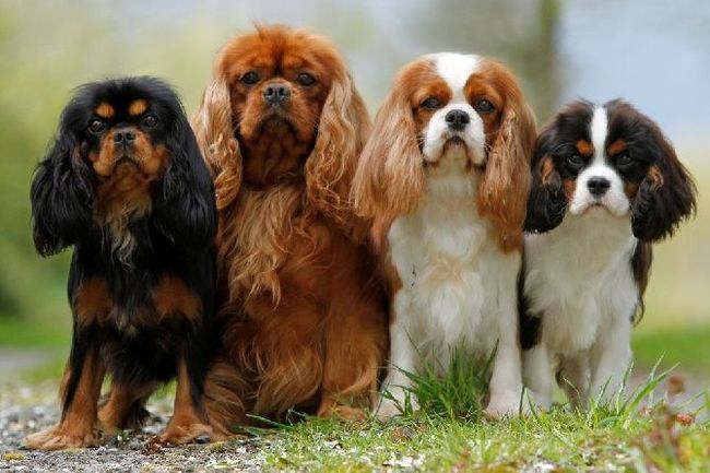 The Most Common Health Problems To Watch For In These 8 Popular Dog Breeds