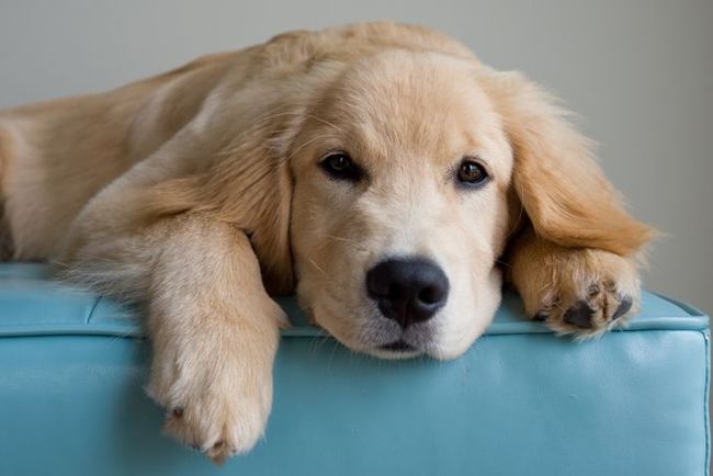 The Most Common Health Problems To Watch For In These 8 Popular Dog Breeds