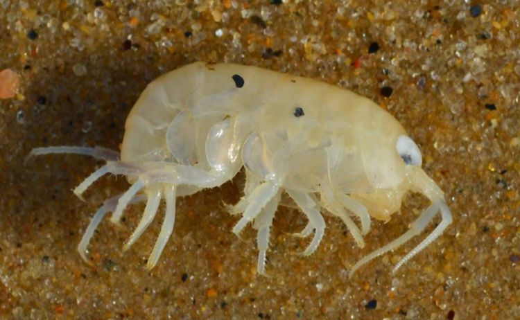 What Are Sea Lice And Why Are They Attacking Beach Swimmers